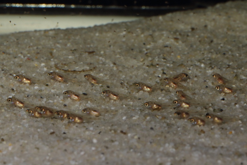 Xenotilapia flavipinnis 'Cape Kabogo'